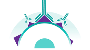 Daratumumab attaches itself